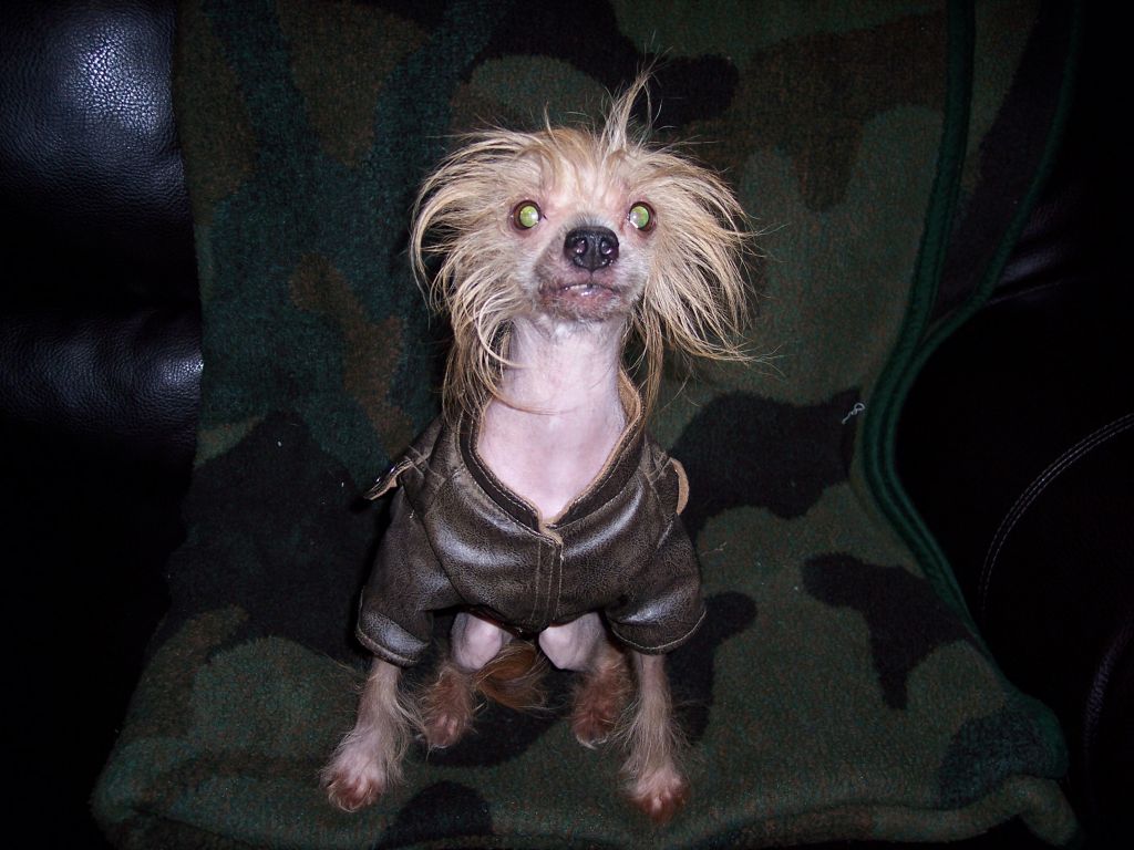 Talisman's Little Boy Tango