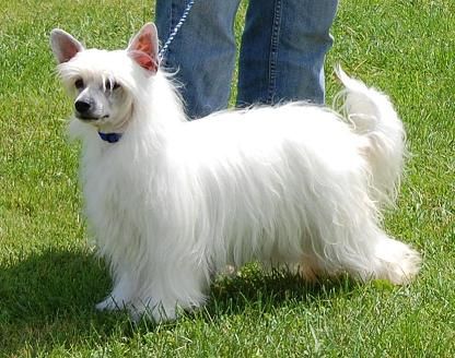 Crestyle Maid In Waiting PP 