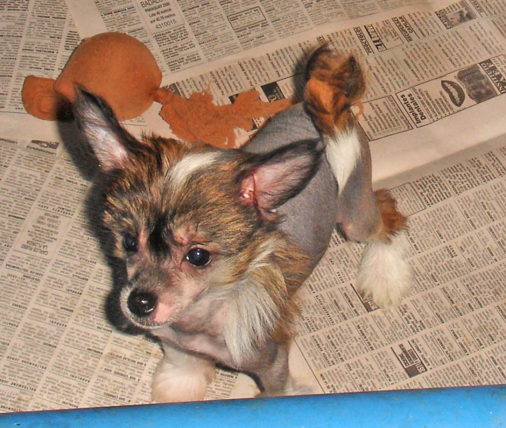 Legend Show's Hell FalaZairroo