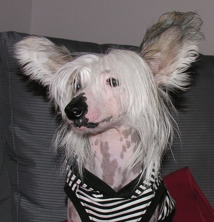 Silver Tauer Borneo Dream