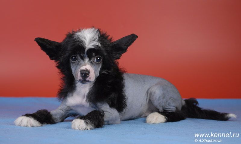 Welldan Perfect black pearl