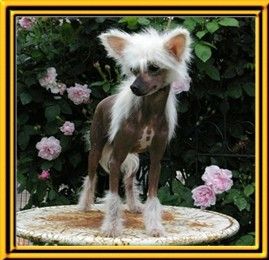 Kokos Cookie von Shinbashi