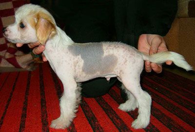 Sapfir iz Tsarskogo Sela Martin