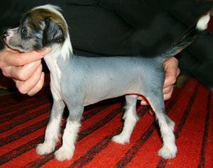 Sapfir iz Tsarskogo Sela Lina