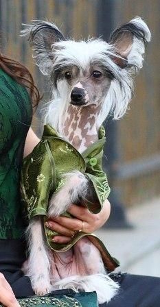 Sapfir iz Tsarskogo Sela Mira