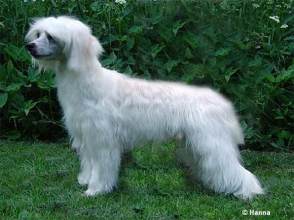 Crestwood Perfect Charmer