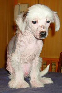 Sapfir iz Tsarskogo Sela Napoleon