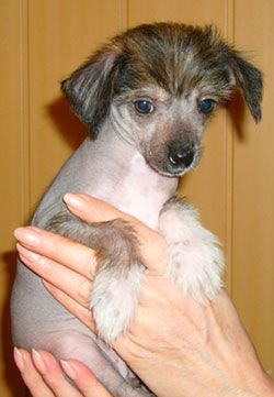 Sapfir iz Tsarskogo Sela Netali