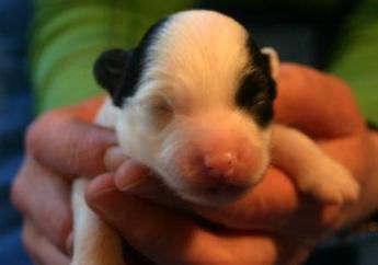 Basika's Arbellot VSOP