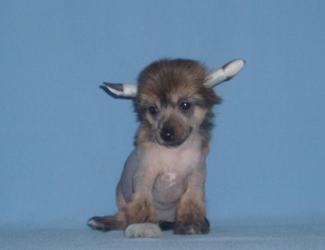 Chaina Dzhedai Bobby-Boy