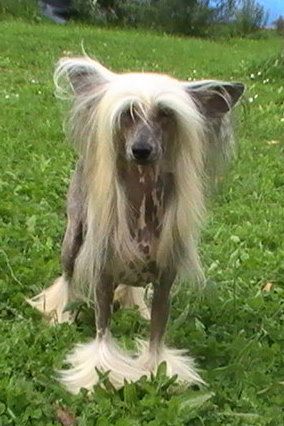 Dee Regazzume  Z Perlového údolí