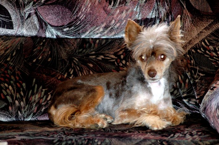 Brown Chocolate Stars Acro