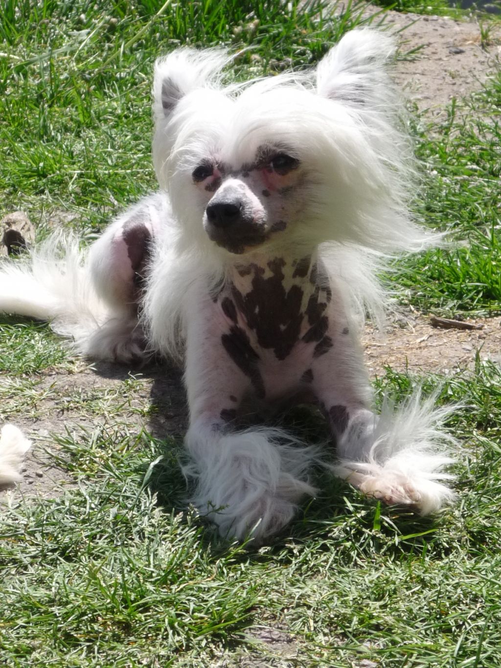 Brilliant Shine Stars Acro