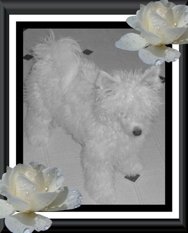 Woodcrest Fuzzy Wuz She PP