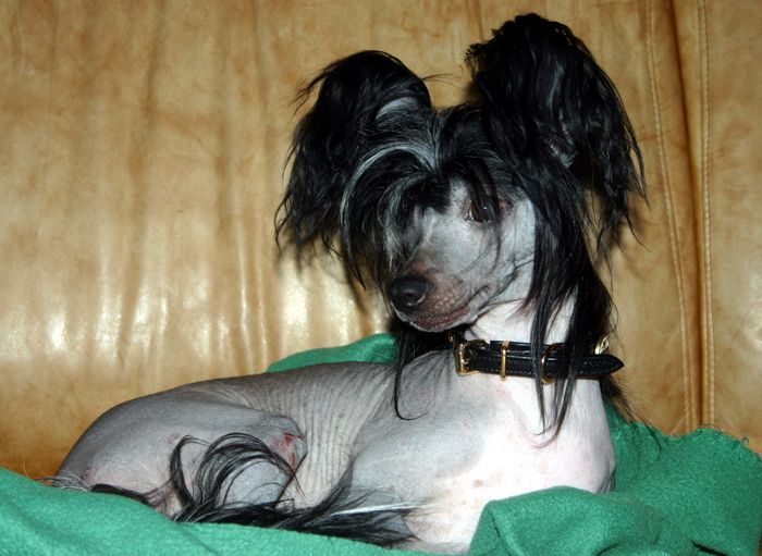 Dogs of Dark Honda Blackbird