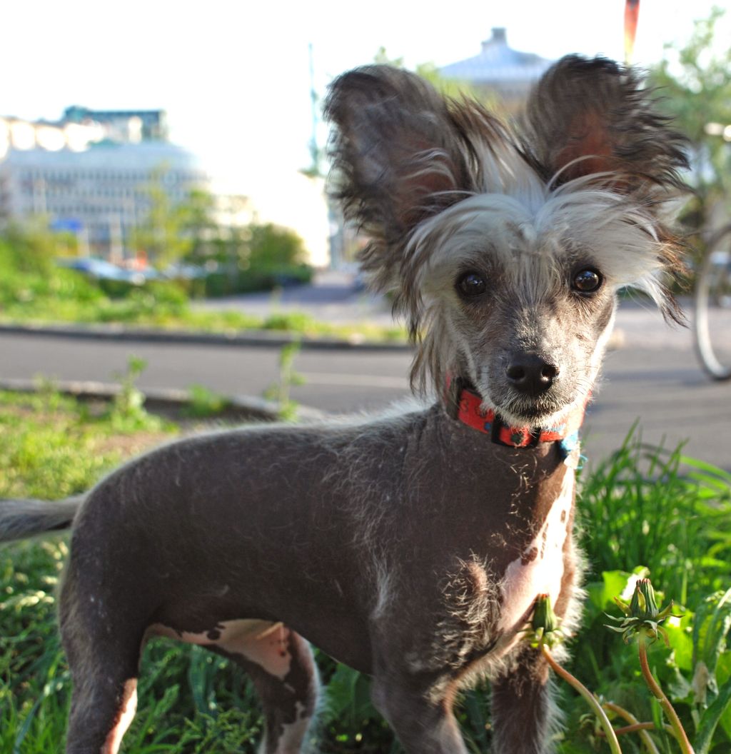 Dogs of Dark Benelli Leoncina