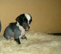 Sapfir iz Tsarskogo Sela Oskar