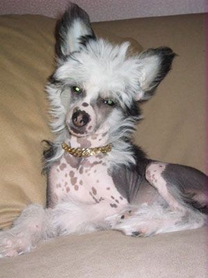 Sapfir iz Tsarskogo Sela Ozornitsa