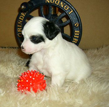 Sapfir iz Tsarskogo Sela Ormella