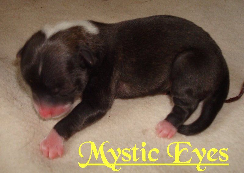 Mystic Eyes V. Galeswintha