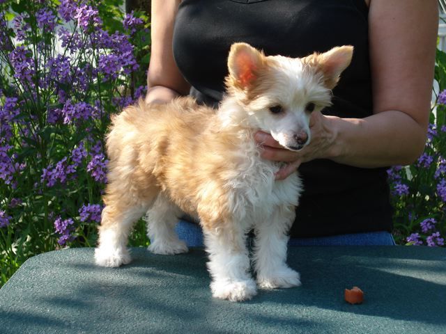 Wickhaven All Things Bright And Beautiful