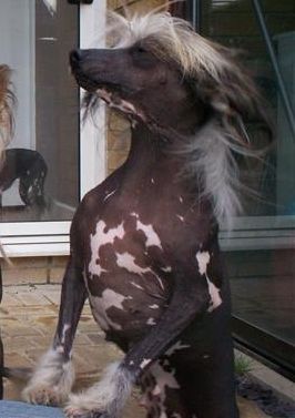 Jayanamee Flora for Harsamal