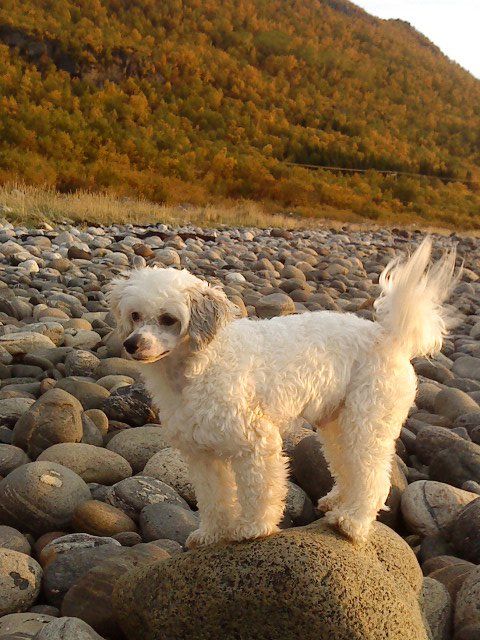 House Of Fun's Fine Design