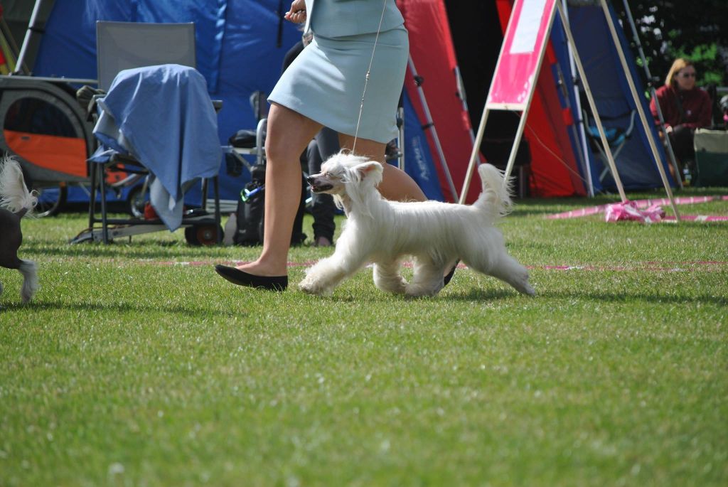 Suanho's Plenty Coups