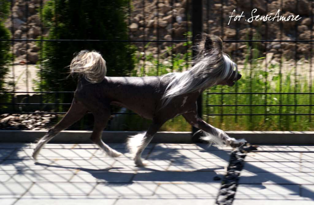 Quintessence of Love z Jasne hvezdy