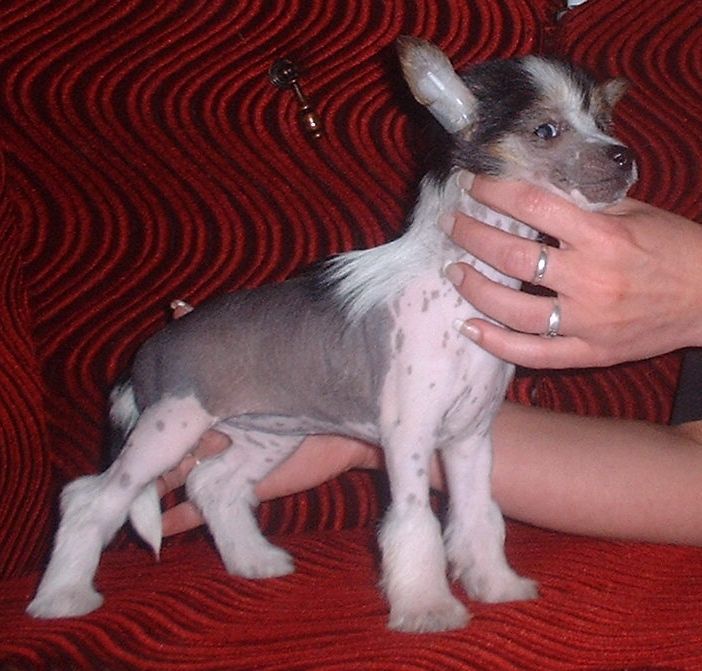 Queen's Delight z Jasne hvezdy