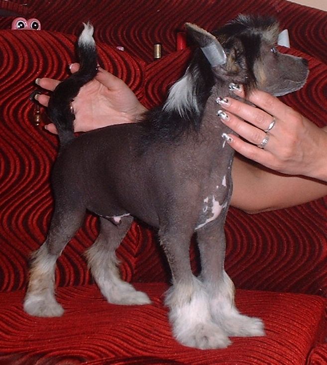 Quentin z Jasne hvezdy