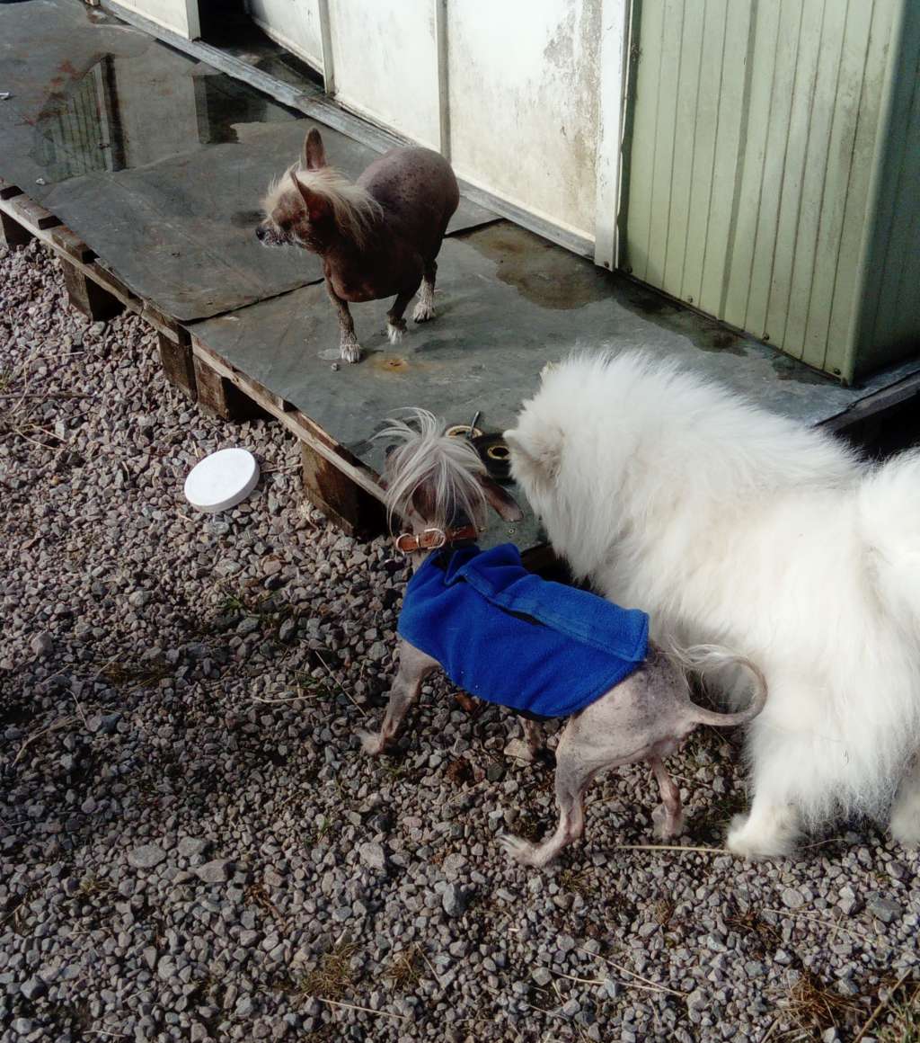 Lone Hero Mexmey Gaoh