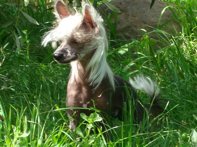 Koreke Tempestas Raijin With Xioma