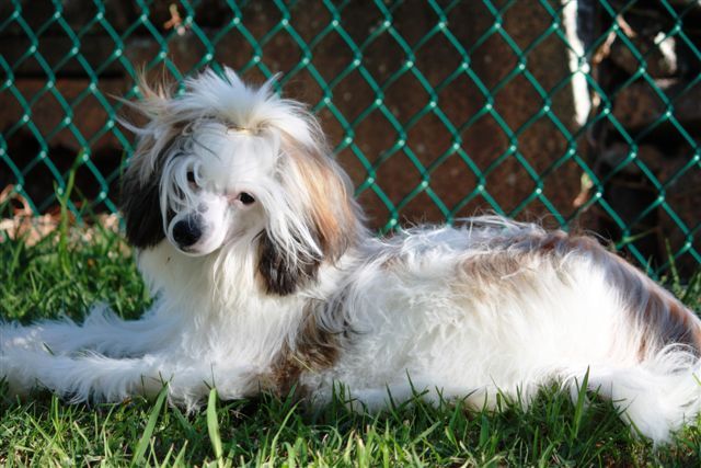 Koreke Tempestas Seth With Xioma