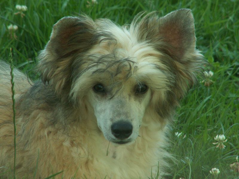 Dan Dare du Domaine du Président