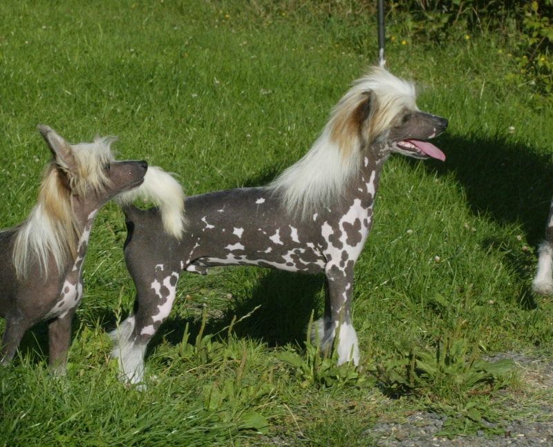 Dudley Do-Right du Domaine du Président