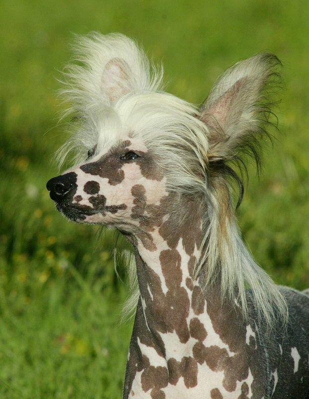 Dennis the Menace du Domaine du Président