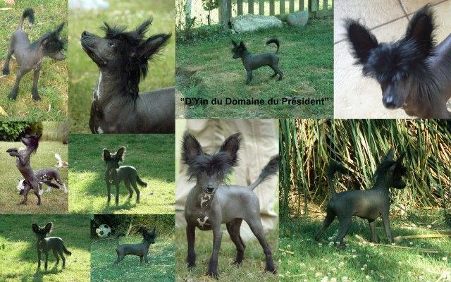 D'Yin du Domaine du Président