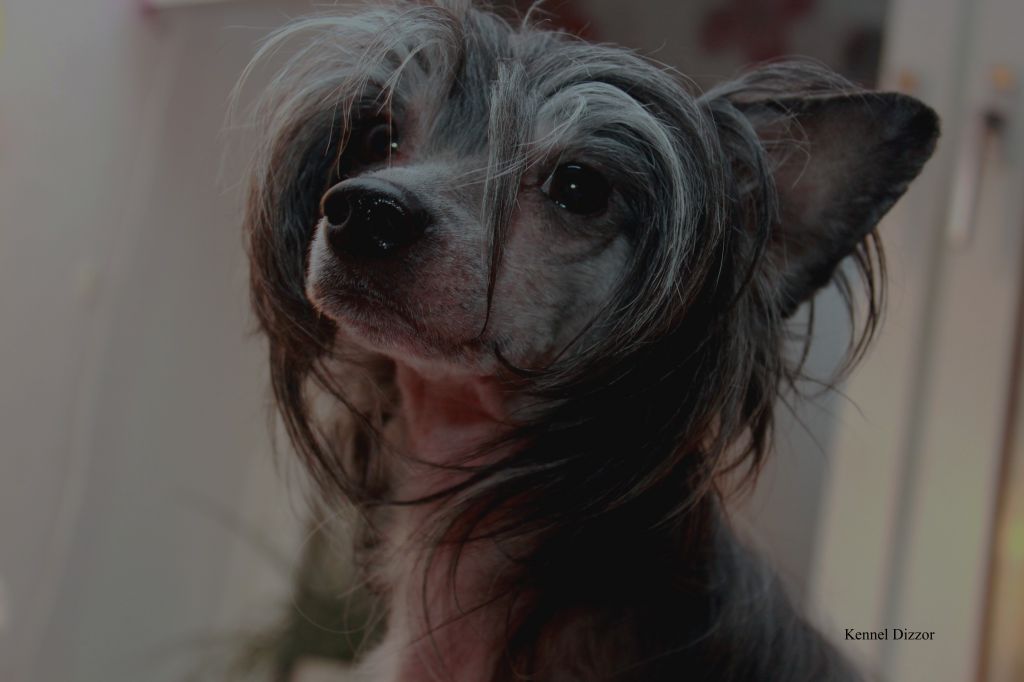 Lohamras Earl Milou Goes To Kiruna