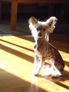 YaGudina's Angeleyes