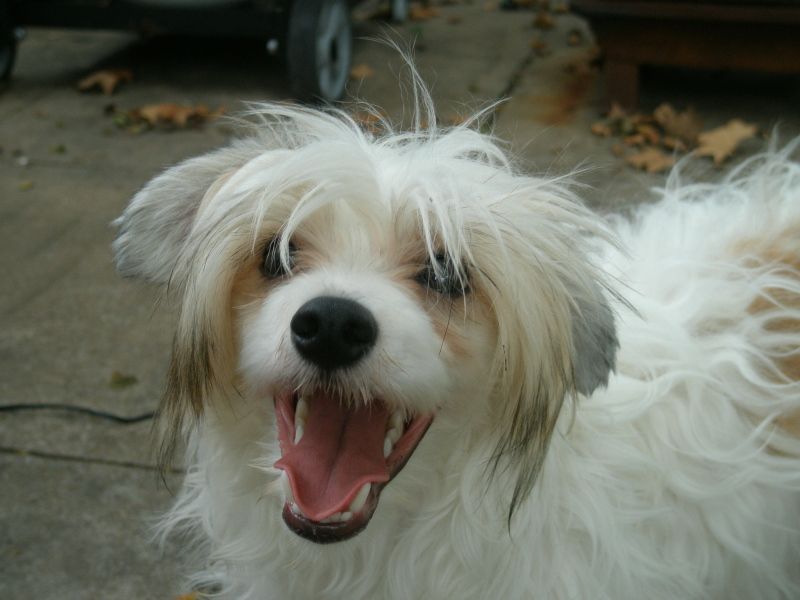 Perizad's Vittruvian Harrison