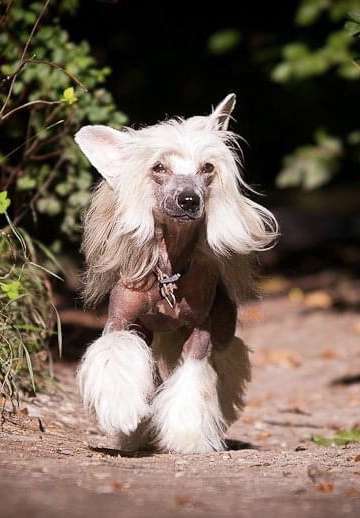 Zucci's Choice von Shinbashi