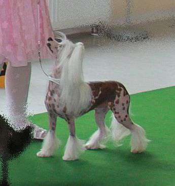 Zsa Zsa Gabor von Shinbashi