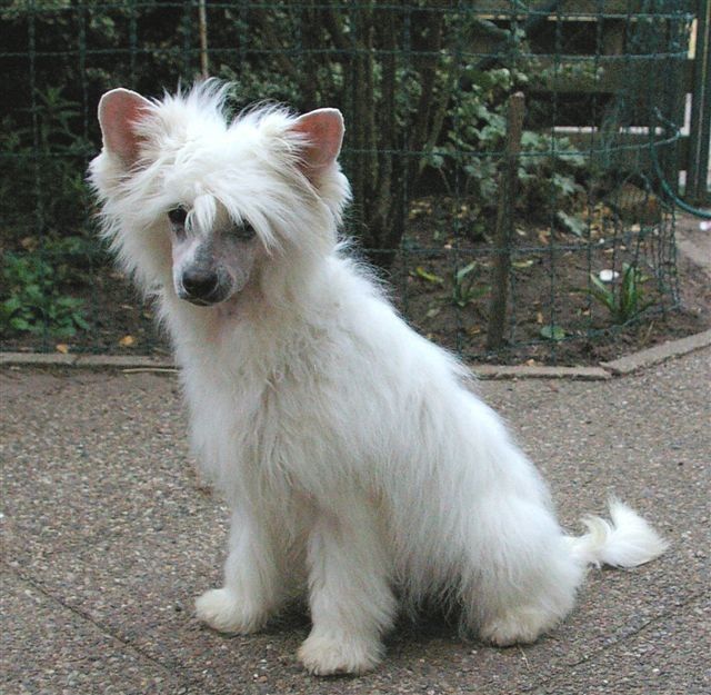 Zafira von Shinbashi