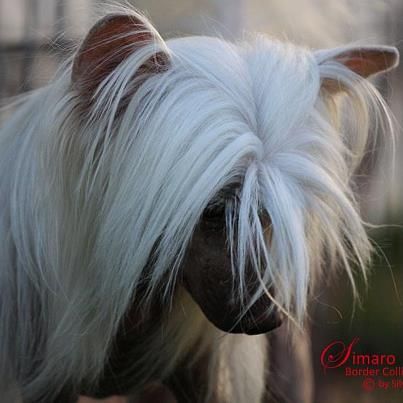 Zayonara von Shinbashi