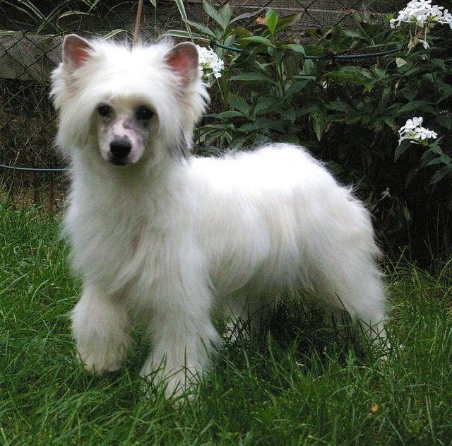 Zsa Gong von Shinbashi