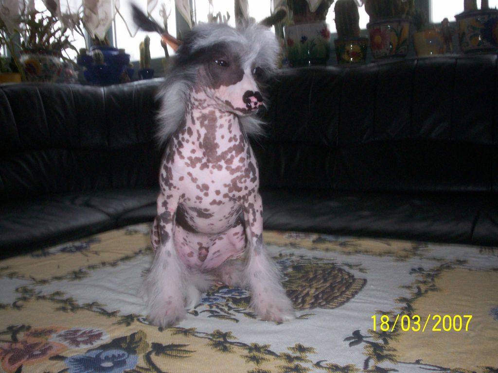 Aniketos Amulet Jangoljatko