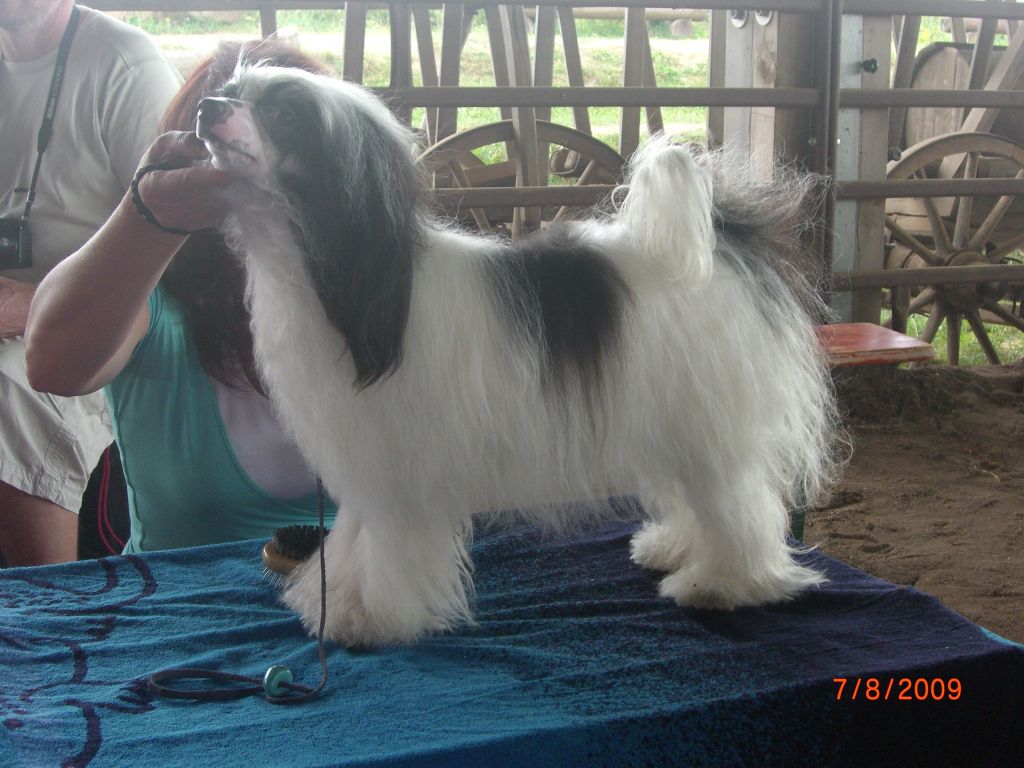 Astrata Adlige Jangoljatko