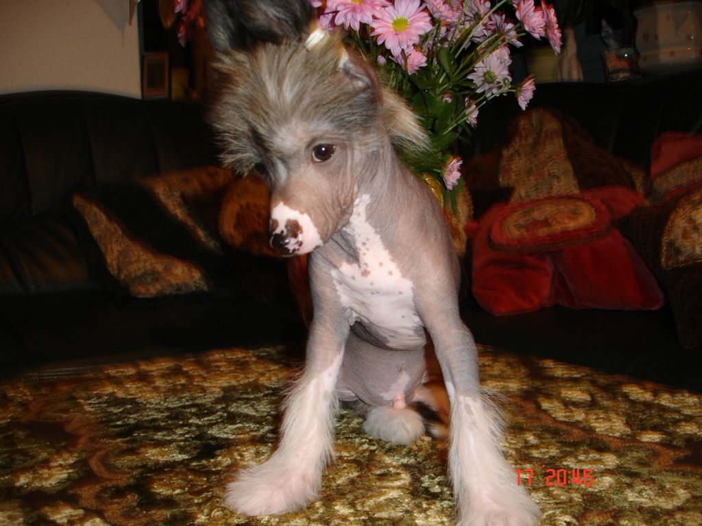 Agaphonik Adler Jangoljatko