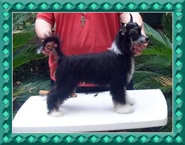 Layne's Man in Black Mosaic